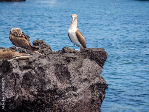 Galapos blue footed booby