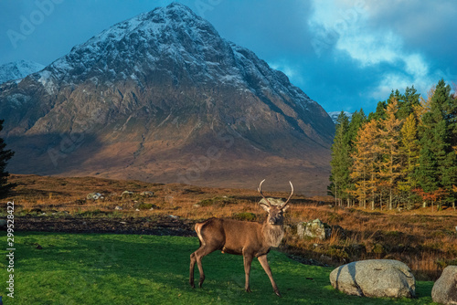 deer in glencoe with mountains
