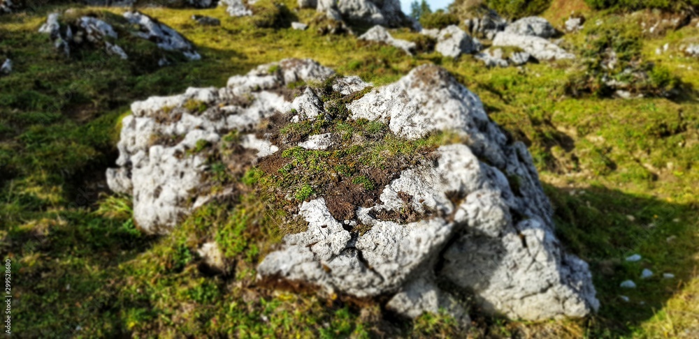 Stones in Nature