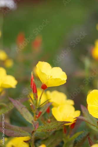 bright yellow wild flowers close up on background of grass