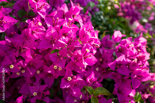 Meadow Purple bougainvillea flower with sunlight in morning.