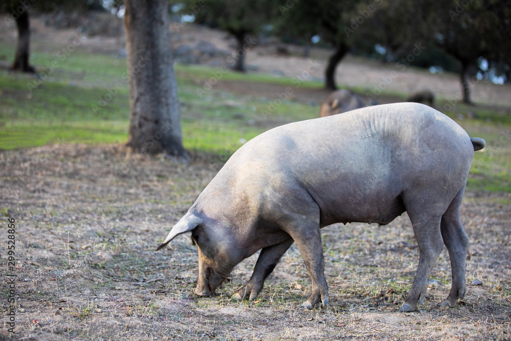 iberian pigs eating in the countryside freely iberian pigs eating in the countryside freely