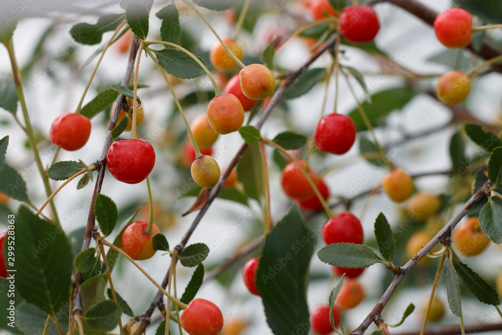 ripening cherry berries garden on a branch closeup