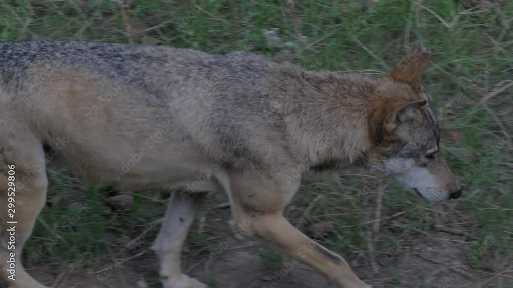 SLow motion Wild male or female wolf walking lonely and tired in the forest green grass summer time close to the trees SLow motion Wild male or female wolf walking lonely and tired in the forest green grass summer time close to the trees