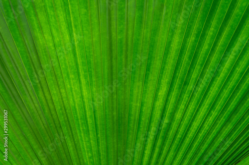 Green leaf texture detail background  frame concept