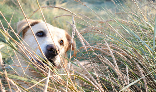 Dog looking something through the wheat
