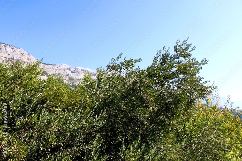 Olive trees in Dalmatia, Croatia. 