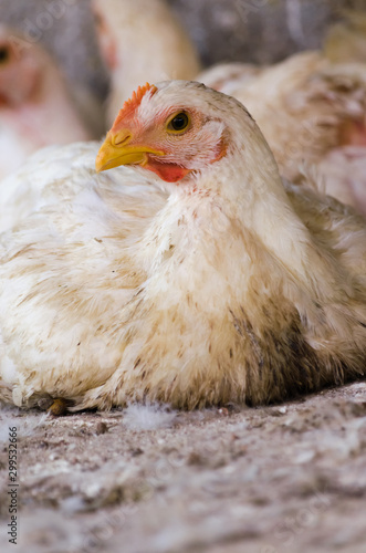 Portrait of a sitting hen in a poultry farm