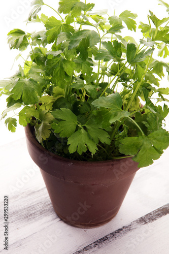 Fototapeta Naklejka Na Ścianę i Meble -  Homegrown and aromatic herb organic parsley in old clay pot