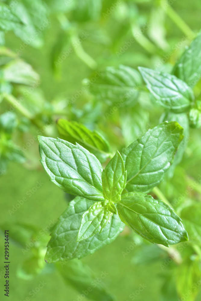 スペアミント Fresh mint leaves スペアミント Fresh mint leaves