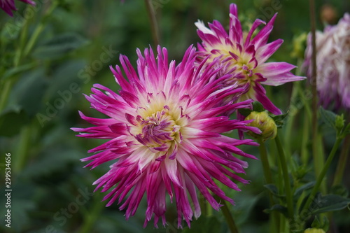 Dahlia Veritable