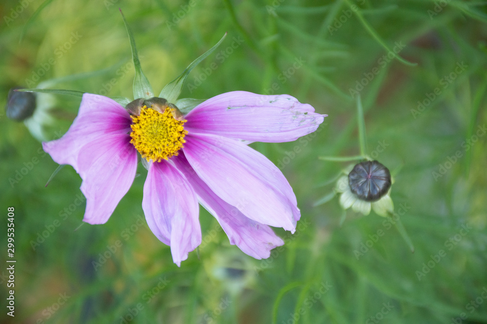 pink flower on green background pink flower on green background