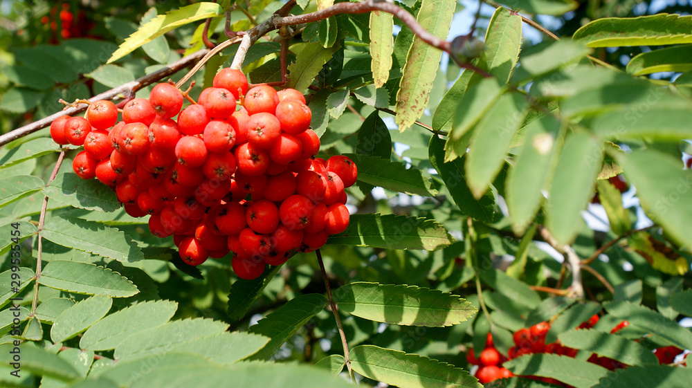 ripe bright red mountain ash hanging in clusters on tree branches on a sunny autumn warm day in the park ripe bright red mountain ash hanging in clusters on tree branches on a sunny autumn warm day in the park