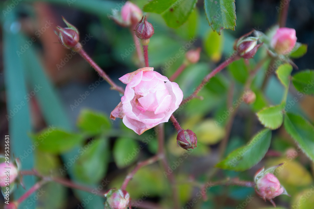 pink flower rose hip in autumn pink flower rose hip in autumn