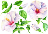 Set of hibiscus flowers, green leaves, buds. Botanical painting, on a white background, watercolor.