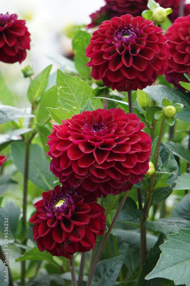 Dahlia Zirconia Dahlia Zirconia