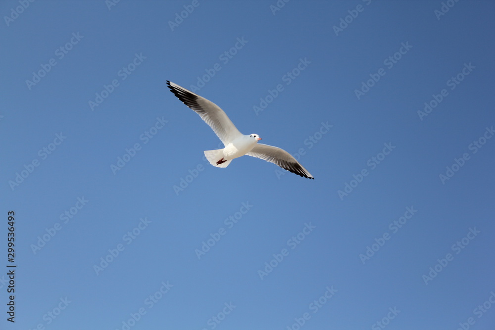 seagull flying in the skybird, seagull, sky, flying, gull, fly, flight, blue, sea, nature, wings, freedom, animal, white, birds, air, wing, soar, wildlife, feather, free, seagulls, feathers, beach, so