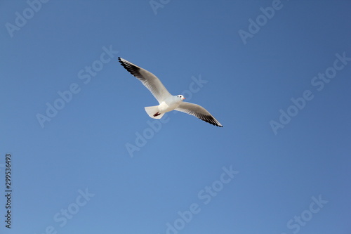 seagull flying in the skybird  seagull  sky  flying  gull  fly  flight  blue  sea  nature  wings  freedom  animal  white  birds  air  wing  soar  wildlife  feather  free  seagulls  feathers  beach  so