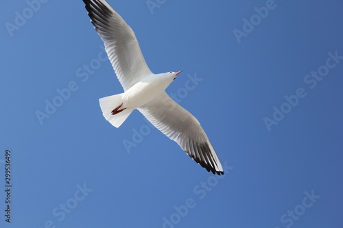 seagull flying in the skybird  seagull  sky  flying  gull  fly  flight  blue  sea  nature  wings  freedom  animal  white  birds  air  wing  soar  wildlife  feather  free  seagulls  feathers  beach  so