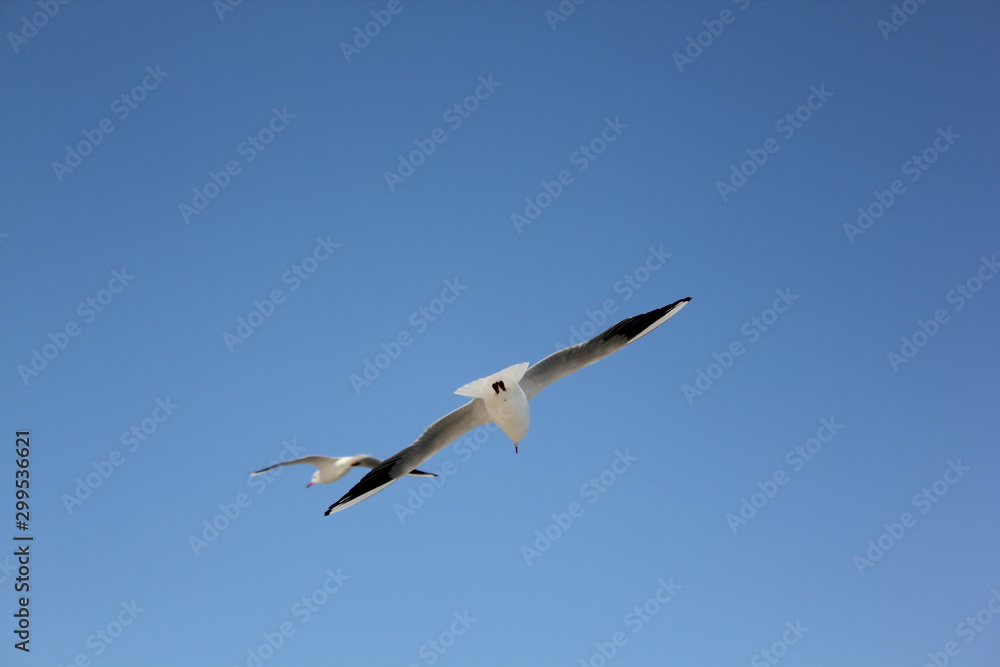seagull flying in the skybird, seagull, sky, flying, gull, fly, flight, blue, sea, nature, wings, freedom, animal, white, birds, air, wing, soar, wildlife, feather, free, seagulls, feathers, beach, so
