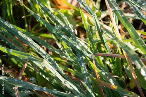 cold dew on green grass