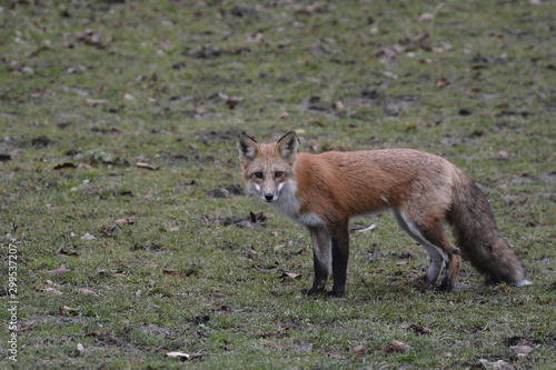 Принти на полотні Red fox