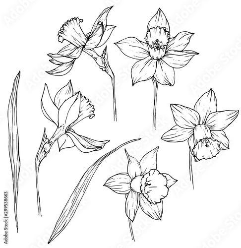 Fototapeta Hand drawn narcissus botanical doodle