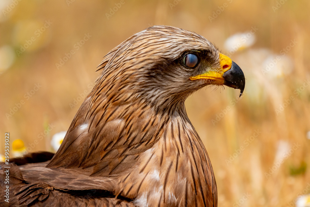 Close-up portrait of a Brown Kite Close-up portrait of a Brown Kite