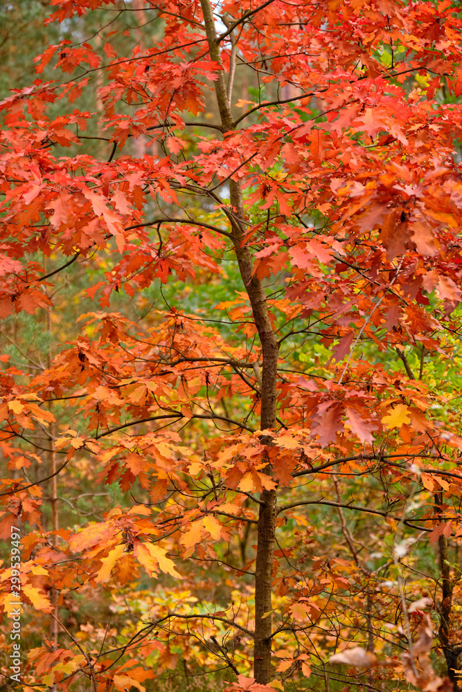 Background with a closeup of a beautiful colored red oak in the forest in golden October in Franconia, Germany