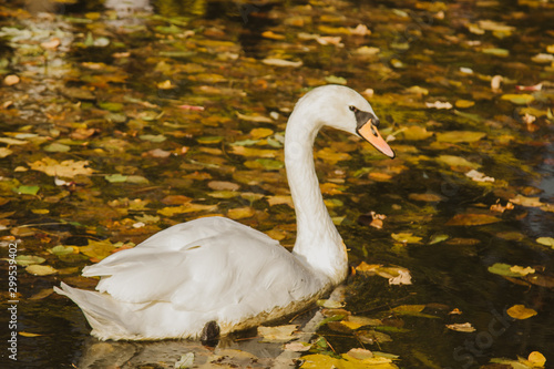 A white swan swims on a lake with yellow leaves on a beautiful autumn  sunny day. the bird is cleaning its feathers.