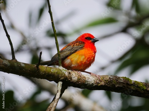 red bird on a branch