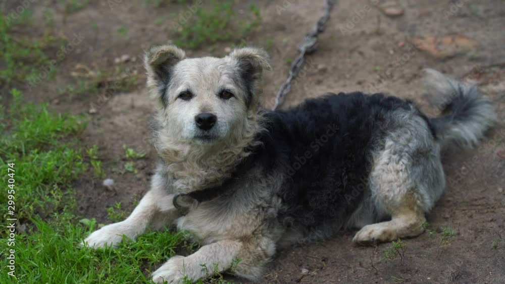 cute little dog on chain leash lies looks into camera and licks paw in village yard slow motion close view