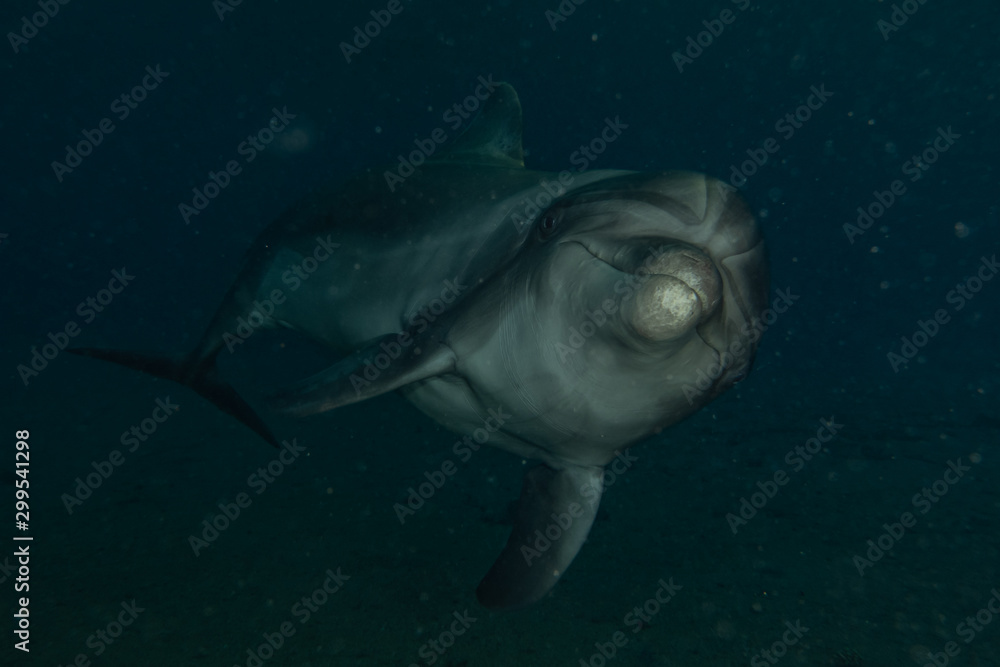 Fototapeta premium Dolphin swimming with divers in the Red Sea, Eilat Israel