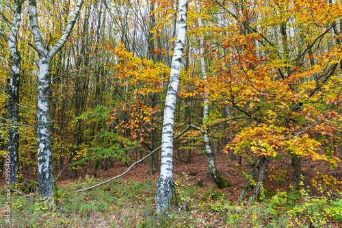 Fototapeta Naklejka Na Ścianę i Meble -  Birkenwald im Herbst mit wunderschönen Farben