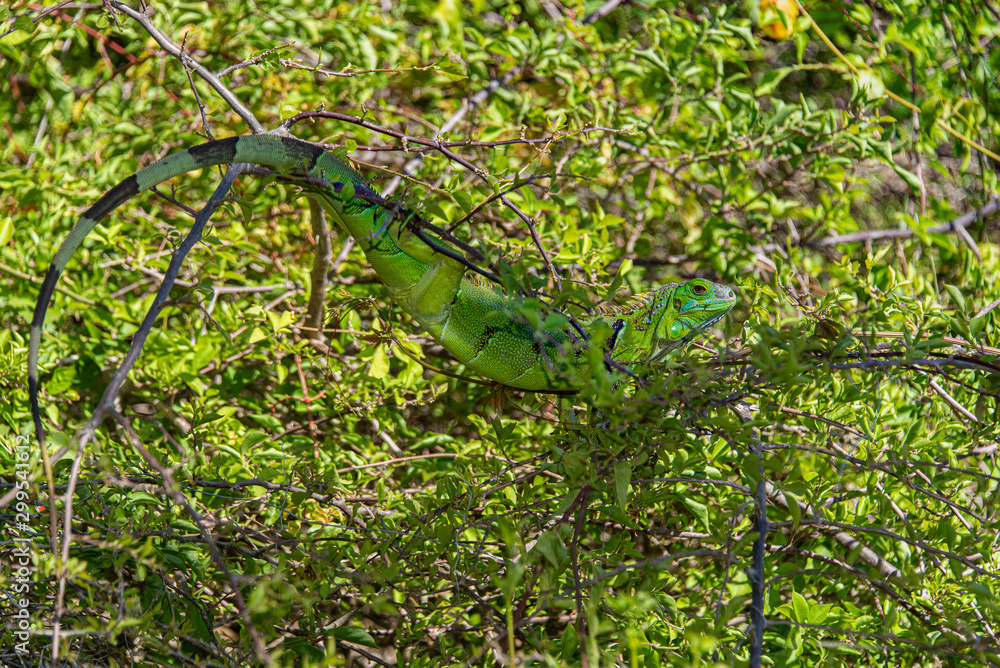 Green Iguana resting in a tree with green foliage background