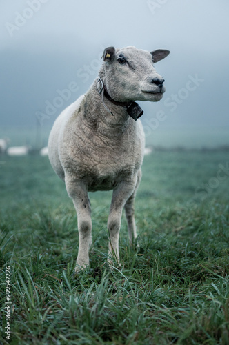 portrait of a sheep in mist photo