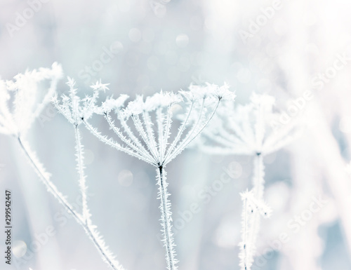 Картината върху платно The last autumn flowers and grass in cobwebs and in sparkling hoarfrost and beautiful morning light in the meadow