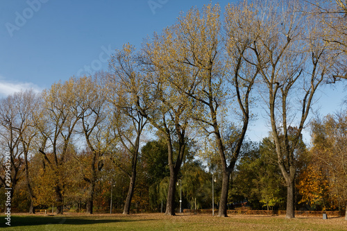 Drzewa w parku w jesiennych barwach