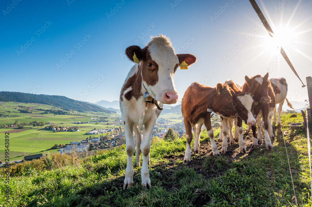 Group of cows in Konolfingen Group of cows in Konolfingen