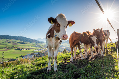 Group of cows in Konolfingen
