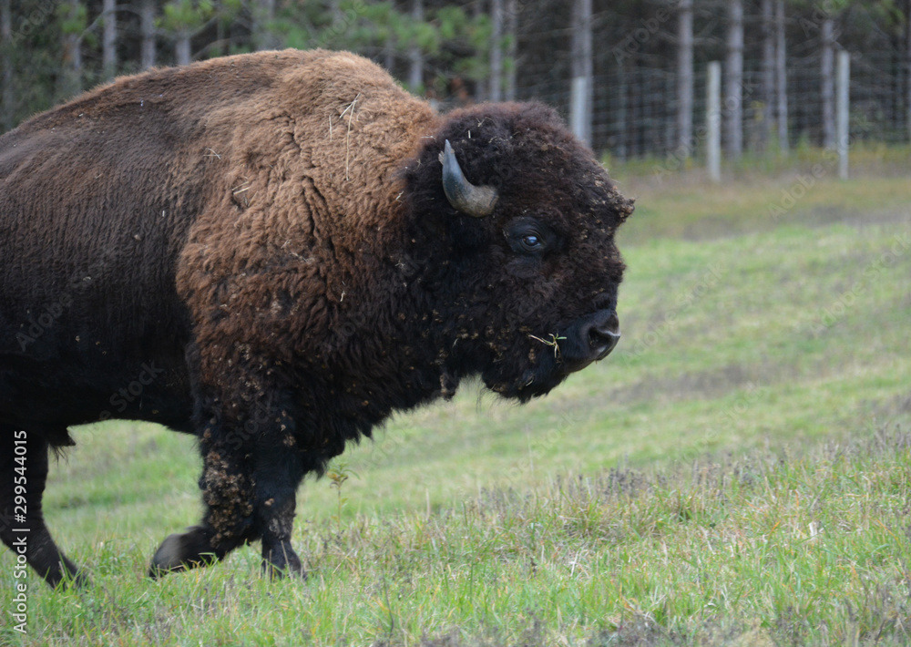 Bison