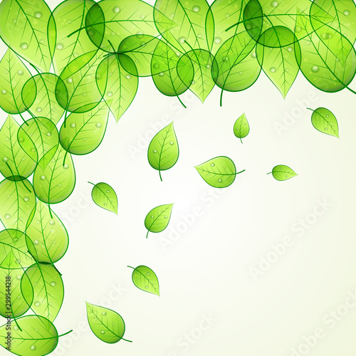Nature background with green leaves.