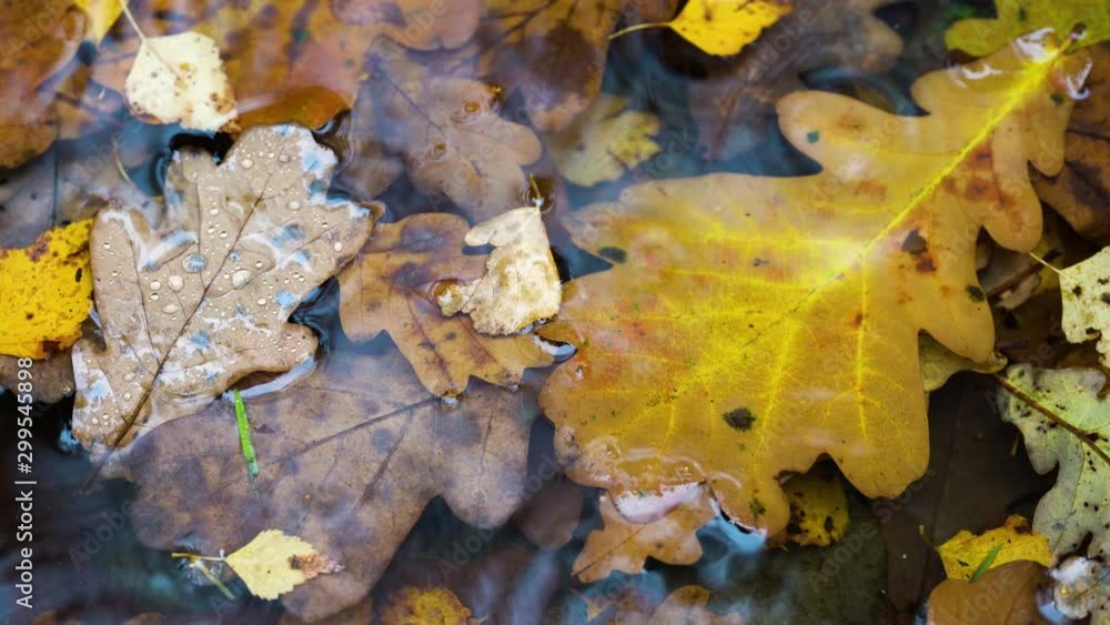 Autumn leaves in a puddle with raindrops. Autumn background. Autumn leaves in a puddle with raindrops. Autumn background.