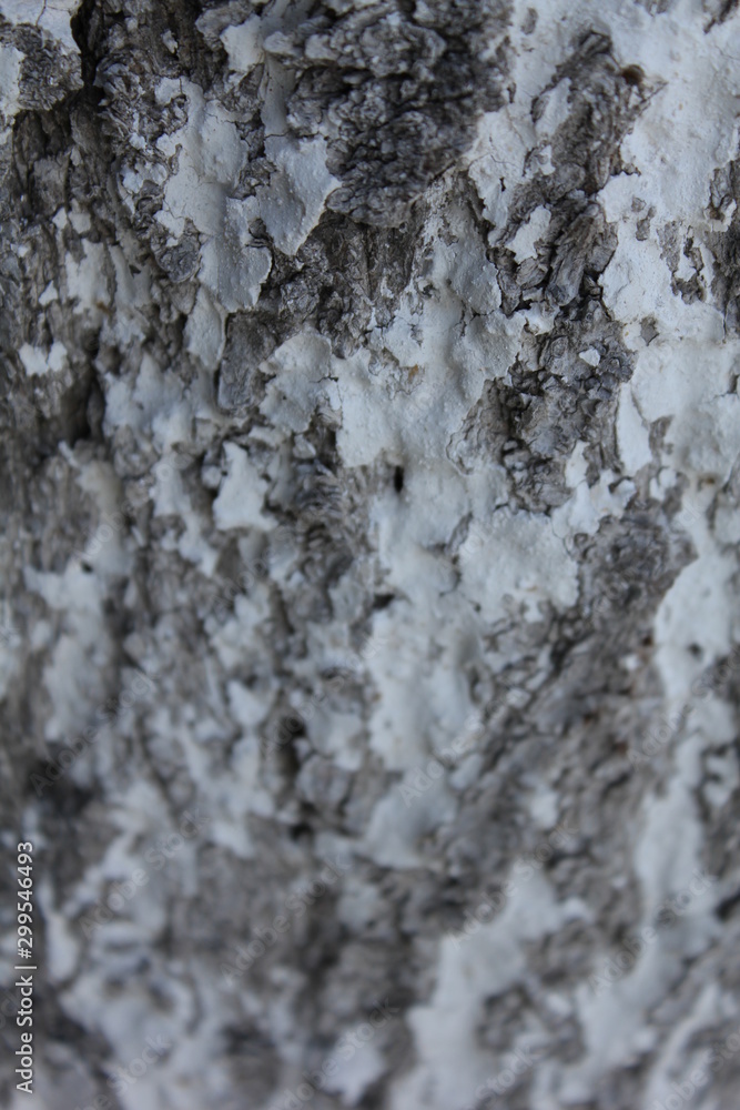 bark of a tree, bark, tree, texture, wood, nature, brown, pattern, old, rough, forest, pine, trunk, surface, textured, abstract, natural, wall, closeup, plant, wooden, detail, oak, backgrounds, materi bark of a tree, bark, tree, texture, wood, nature, brown, pattern, old, rough, forest, pine, trunk, surface, textured, abstract, natural, wall, closeup, plant, wooden, detail, oak, backgrounds, materi