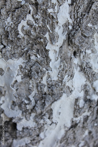 Wallpaper Mural bark of a tree, bark, tree, texture, wood, nature, brown, pattern, old, rough, forest, pine, trunk, surface, textured, abstract, natural, wall, closeup, plant, wooden, detail, oak, backgrounds, materi Torontodigital.ca