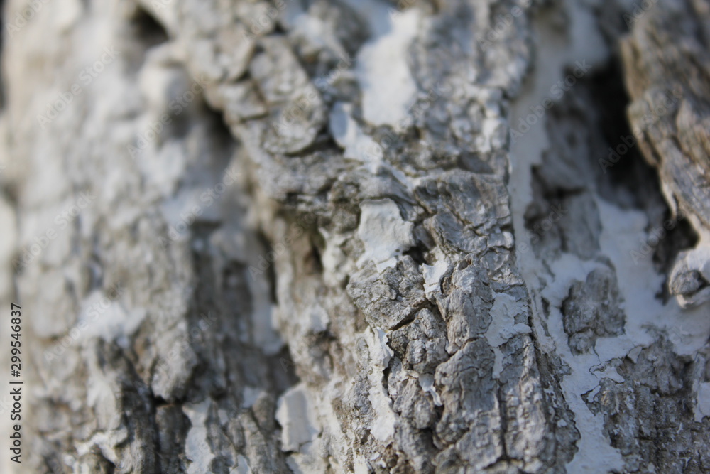 bark of a tree, bark, tree, texture, wood, nature, brown, pattern, old, rough, forest, pine, trunk, surface, textured, abstract, natural, wall, closeup, plant, wooden, detail, oak, backgrounds, materi bark of a tree, bark, tree, texture, wood, nature, brown, pattern, old, rough, forest, pine, trunk, surface, textured, abstract, natural, wall, closeup, plant, wooden, detail, oak, backgrounds, materi