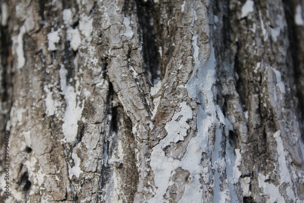 bark of a tree, bark, tree, texture, wood, nature, brown, pattern, old, rough, forest, pine, trunk, surface, textured, abstract, natural, wall, closeup, plant, wooden, detail, oak, backgrounds, materi