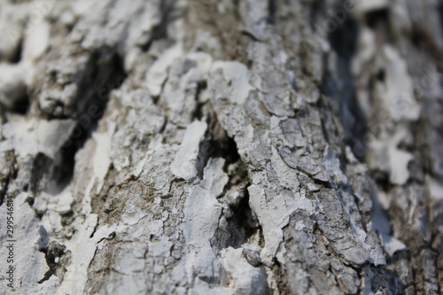 bark of a tree, bark, tree, texture, wood, nature, brown, pattern, old, rough, forest, pine, trunk, surface, textured, abstract, natural, wall, closeup, plant, wooden, detail, oak, backgrounds, materi