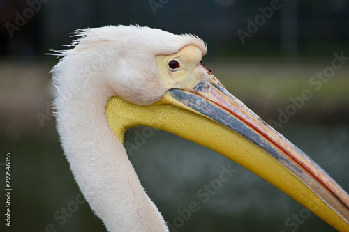 Pelican portrait photo