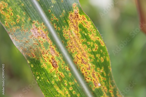 Southern Maize Rust diseases that damage at leaves, biotic stress at the fields.